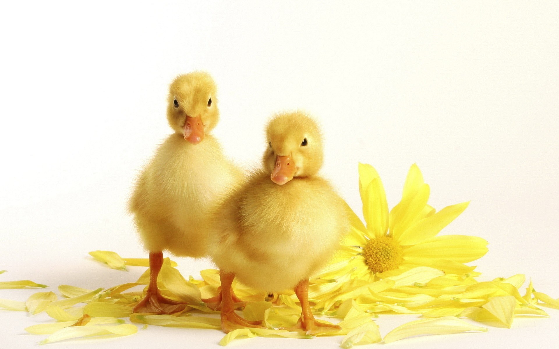 two ducklings with yellow flower