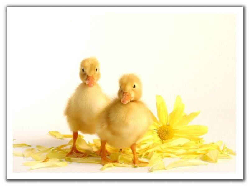 two ducklings with yellow flower