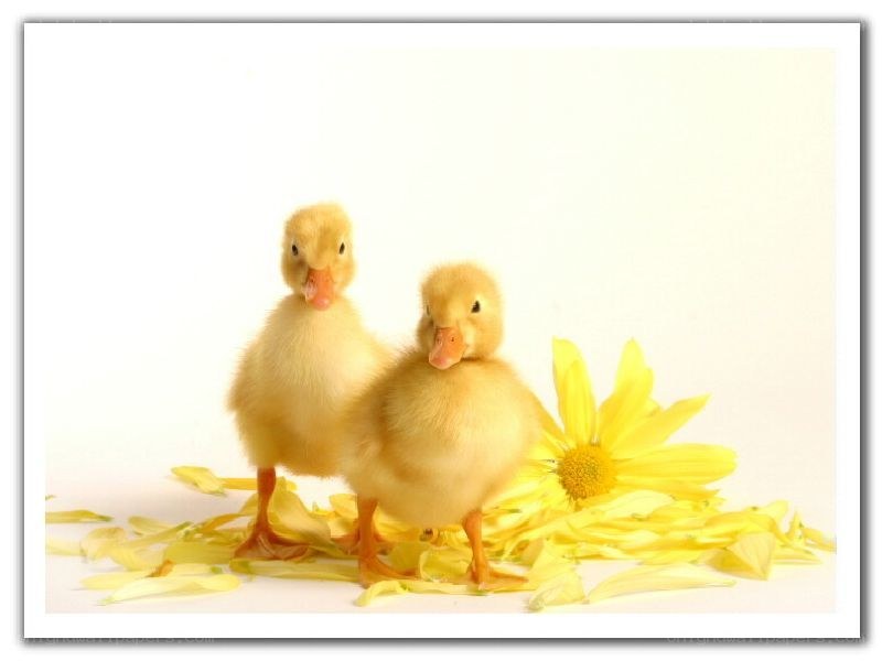 two ducklings with yellow flower