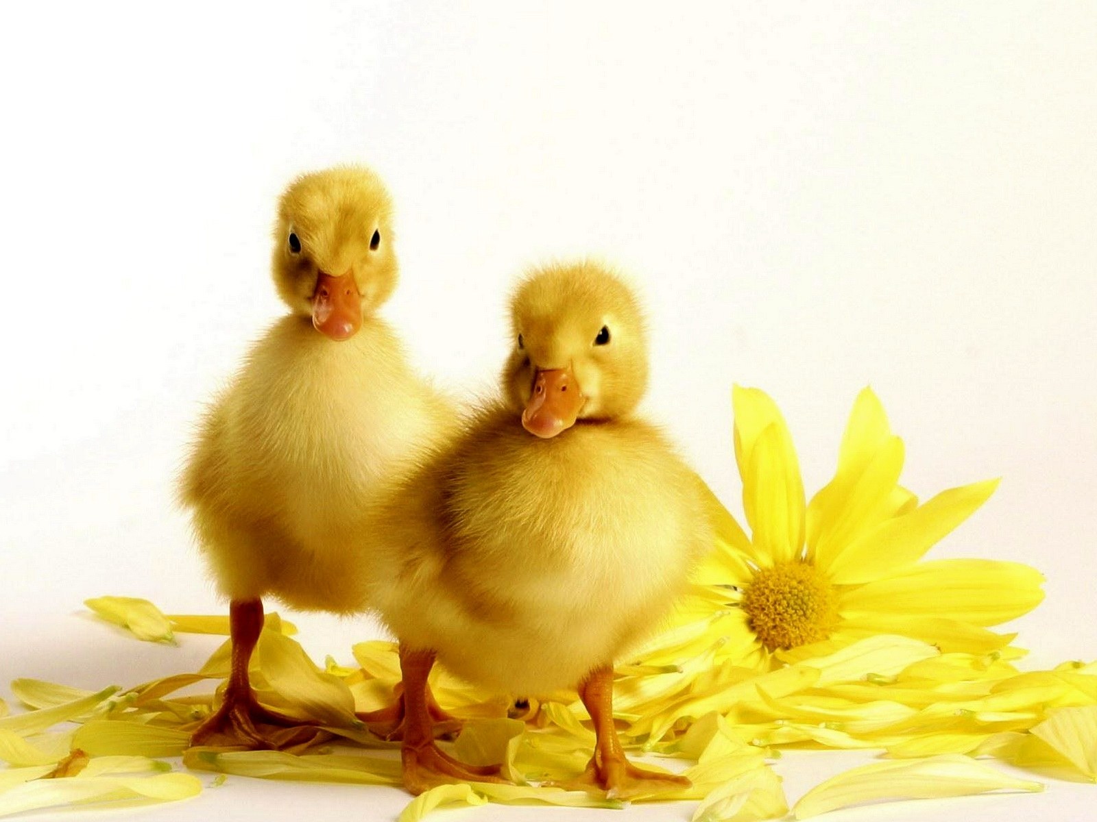 Two ducklings with yellow flower