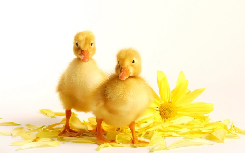 Two Ducklings — Yellow, Calm