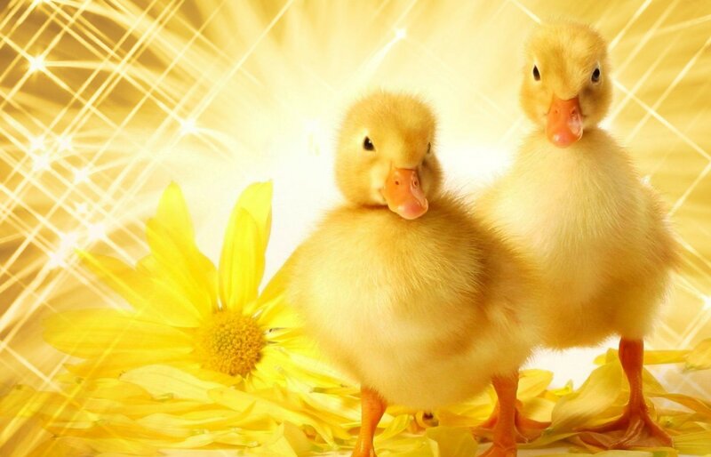 Two Ducklings — Yellow