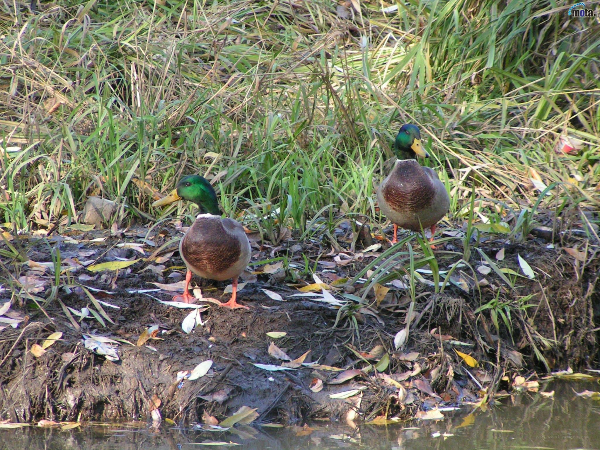 Two ducks by the water's edge