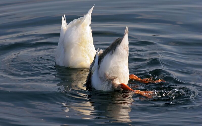 Two Ducks Diving