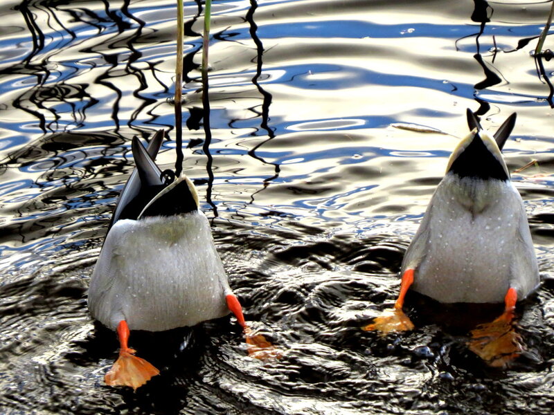Two Ducks Foraging — Gray