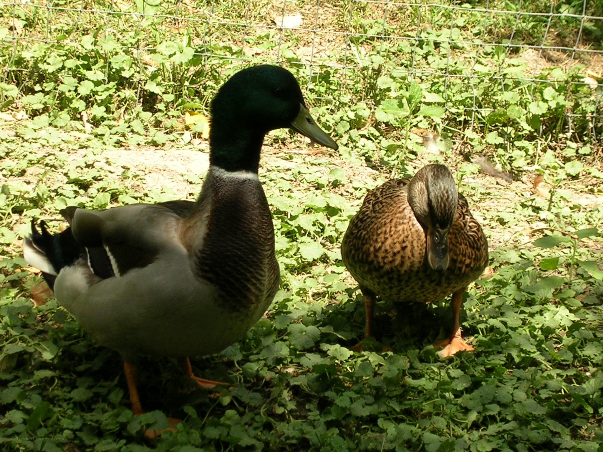 Two ducks in a grassy area