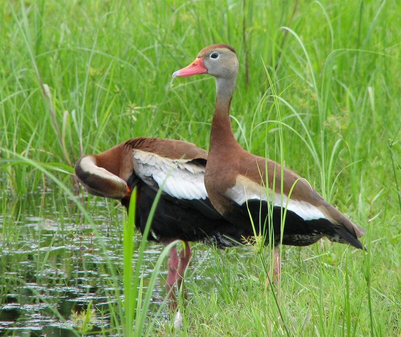 two ducks in a marsh