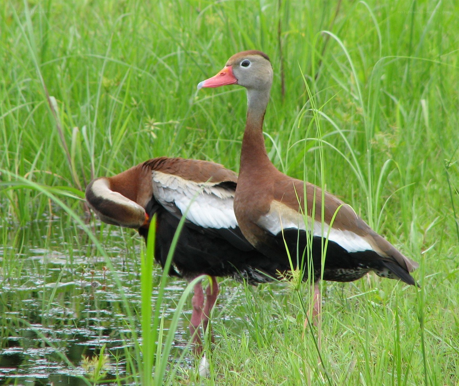 two ducks in a marsh
