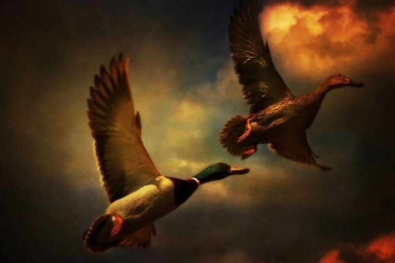 Two Ducks in Flight