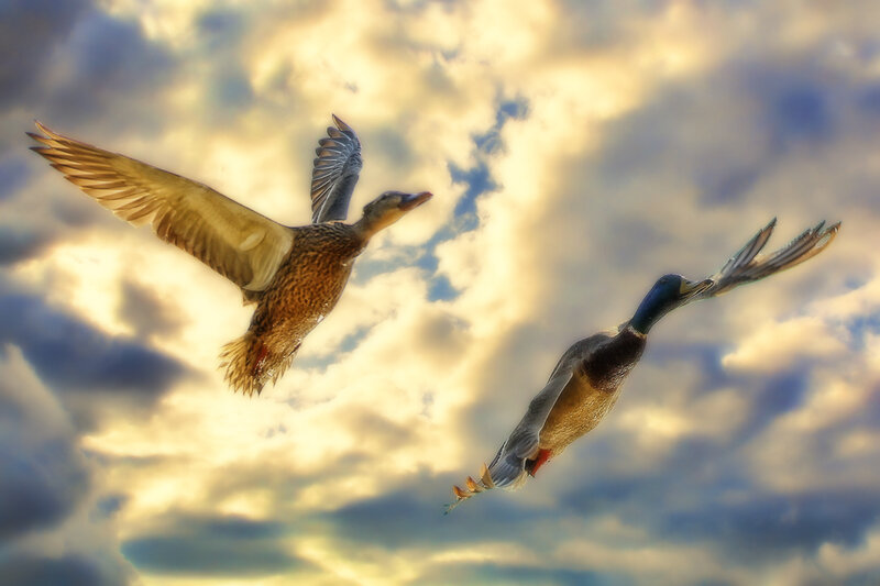 Two Ducks in Flight — Yellow