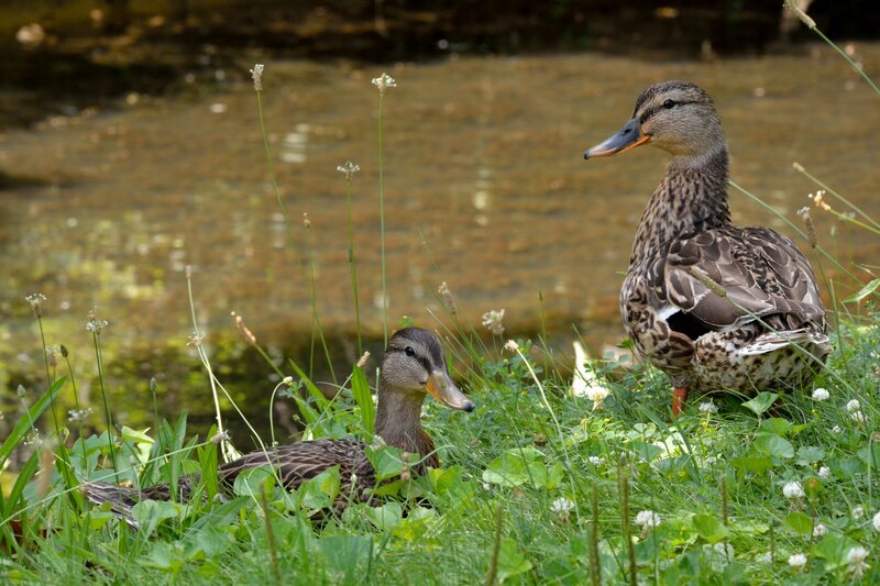Two Ducks in Grass — Green, Calm
