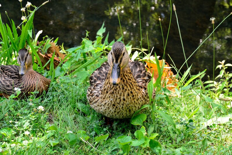 Two Ducks in Grass — Green
