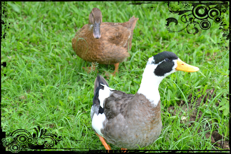 Two Ducks in Grass