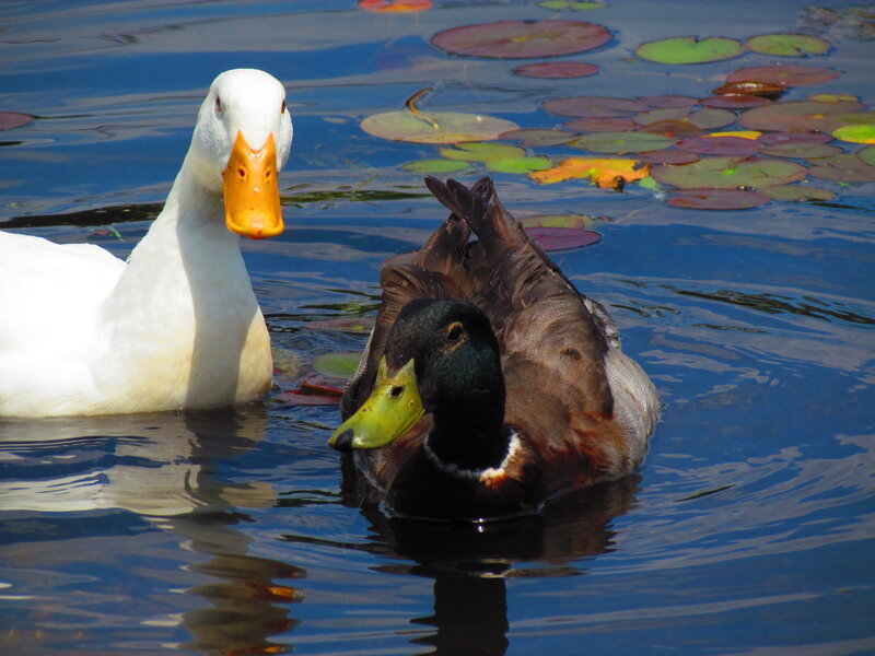 Two Ducks in Pond