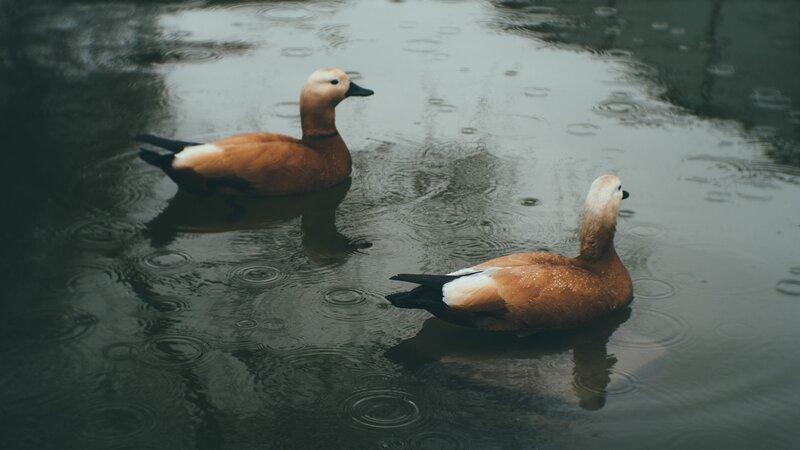 Two Ducks in Rain