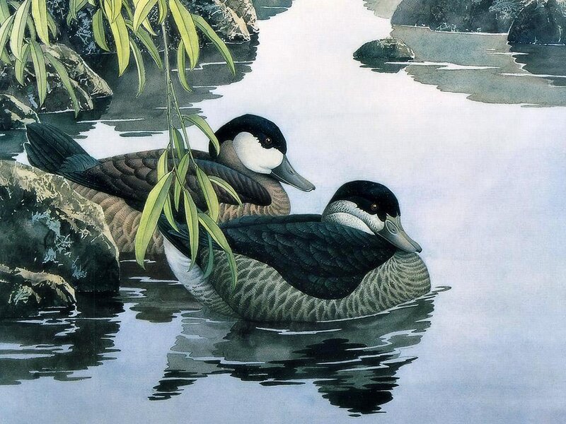 Two Ducks in Water — Blue