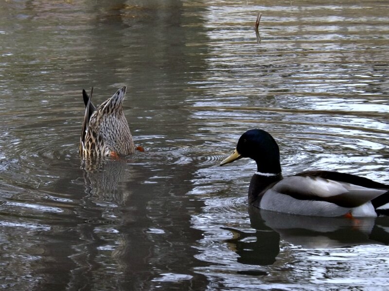 Two Ducks in Water — Brown, Calm, Photograph
