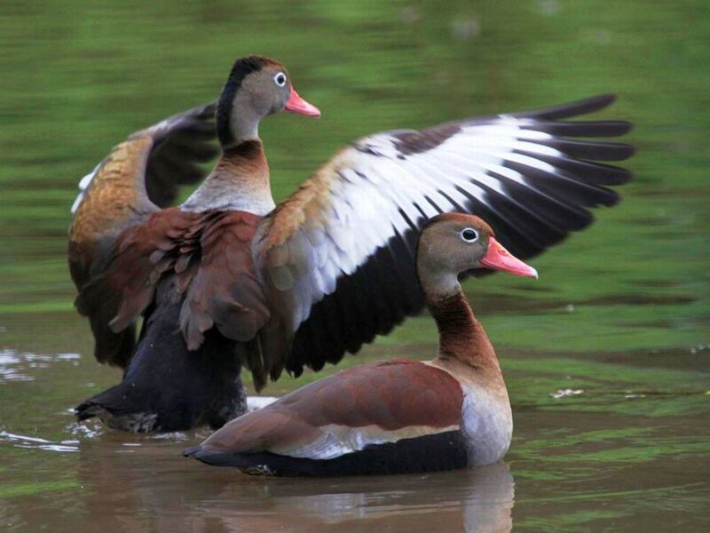 Two Ducks in Water — Brown, Calm