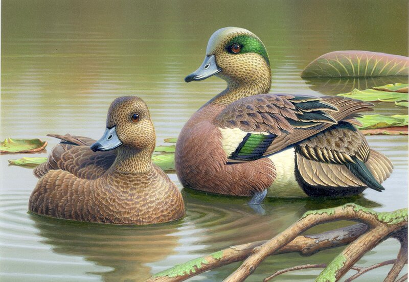 Two Ducks in Water — Brown, Serene, Afternoon