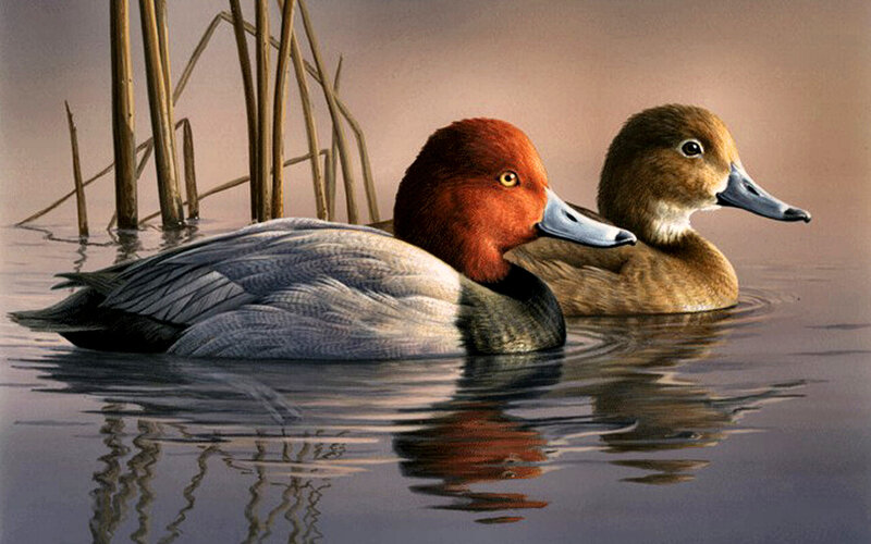 Two Ducks in Water — Brown, Serene