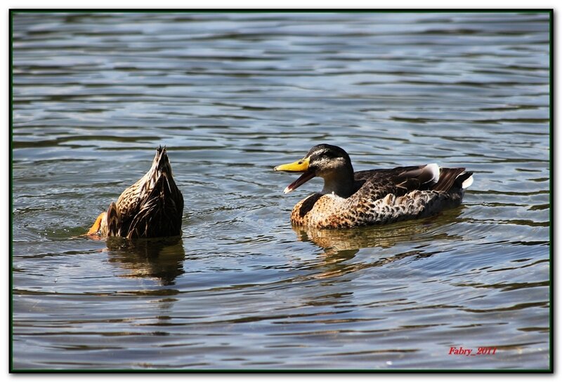 Two Ducks in Water — Brown