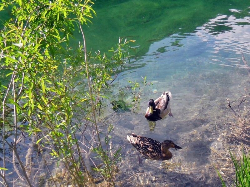 Two Ducks in Water — Green