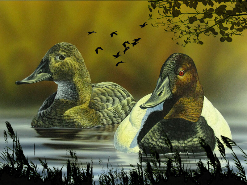 Two Ducks in Water