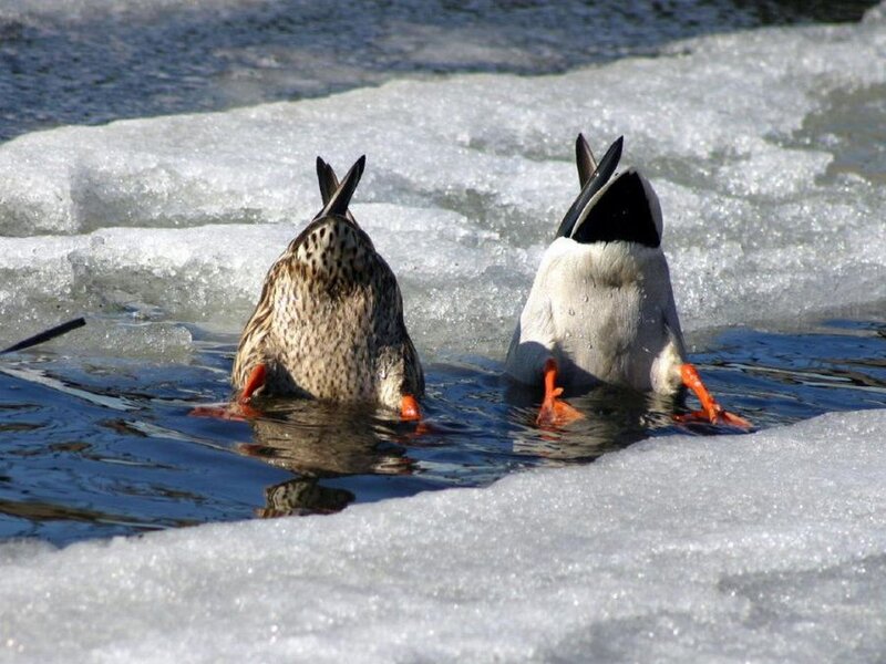 Two Ducks in Water — White