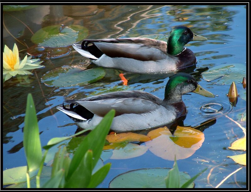 Two ducks on a pond