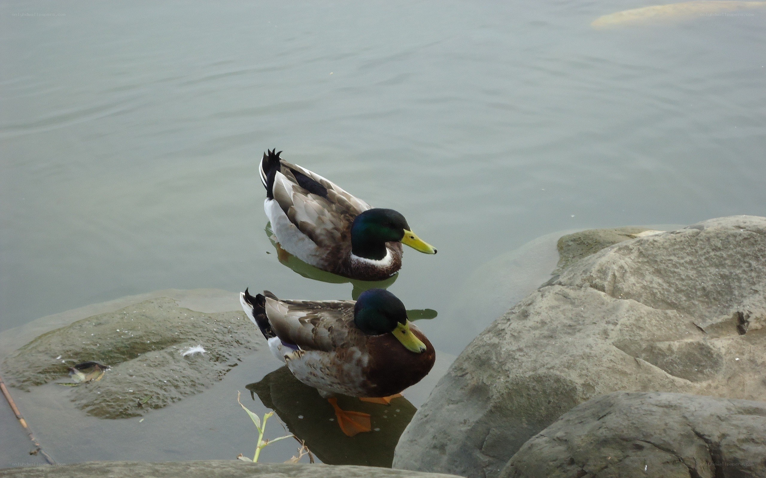Two ducks on a rock