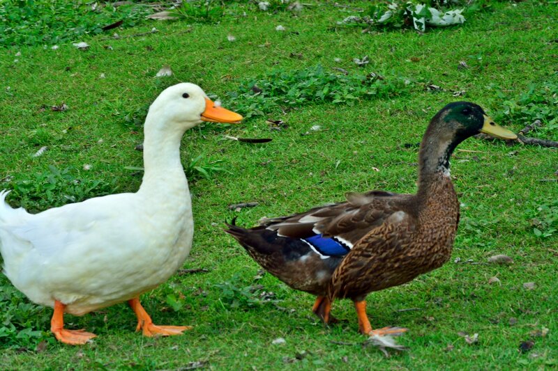 Two Ducks on Grass — Green, Calm, Afternoon