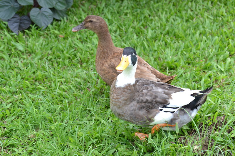 Two Ducks on Grass — Green, Calm