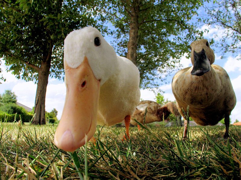 Two Ducks on Grass — Green
