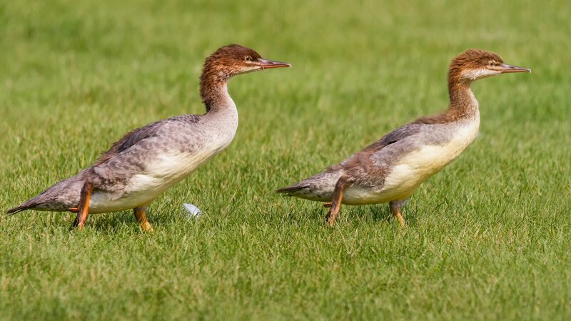 Two ducks on grass