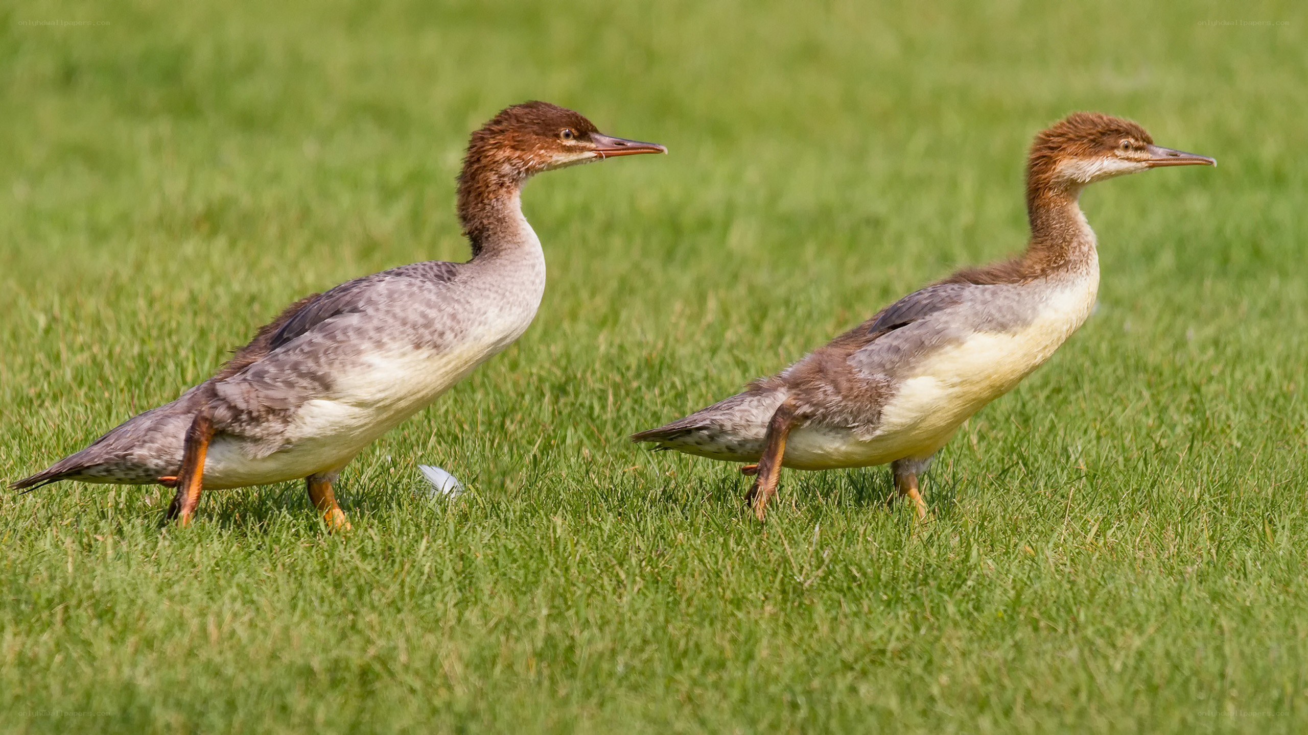 Two ducks on grass