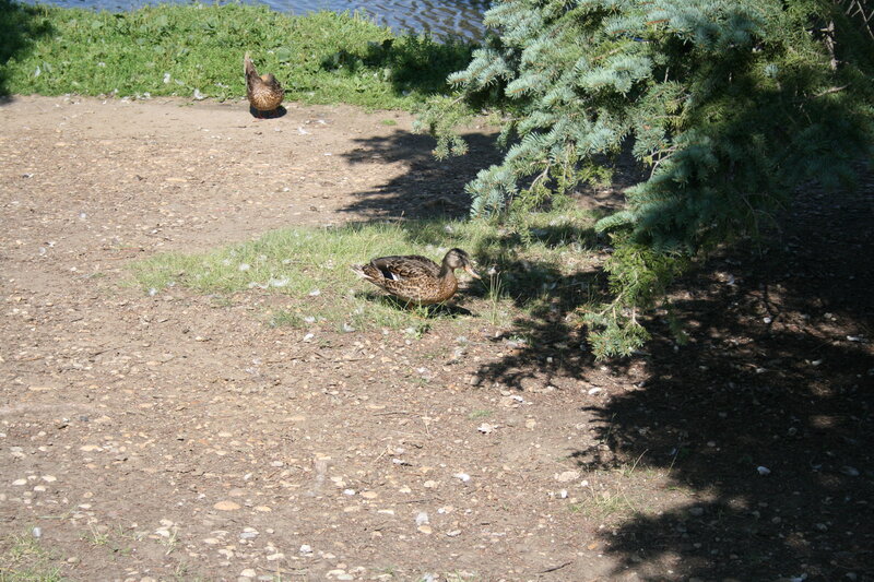 Two Ducks on Ground