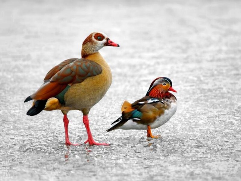 Two Ducks on Ice