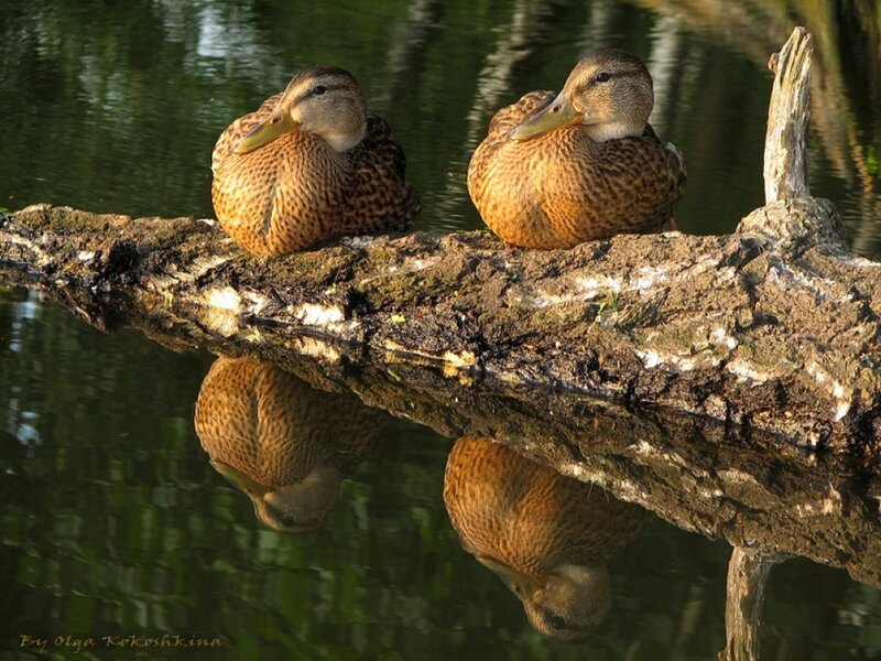 Two Ducks on Log
