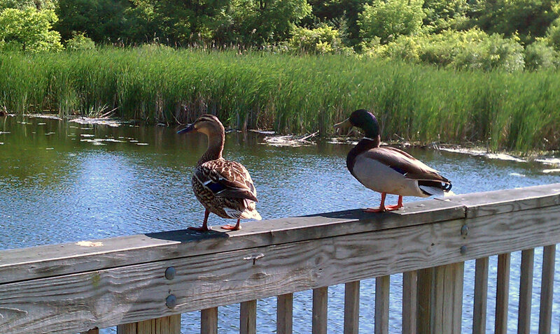 Two Ducks on Railing