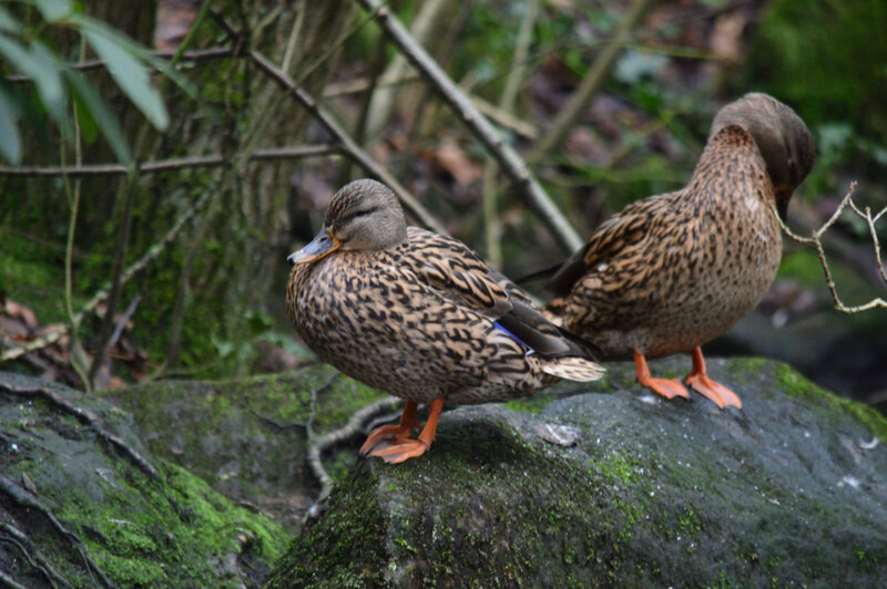 Two Ducks on Rock