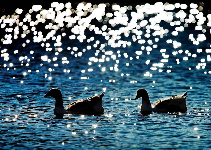 Two Ducks on Water — Blue