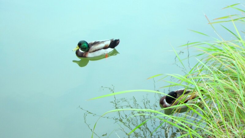 Two Ducks on Water — Green, Calm