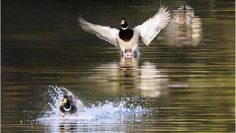 Two Ducks on Water — Green