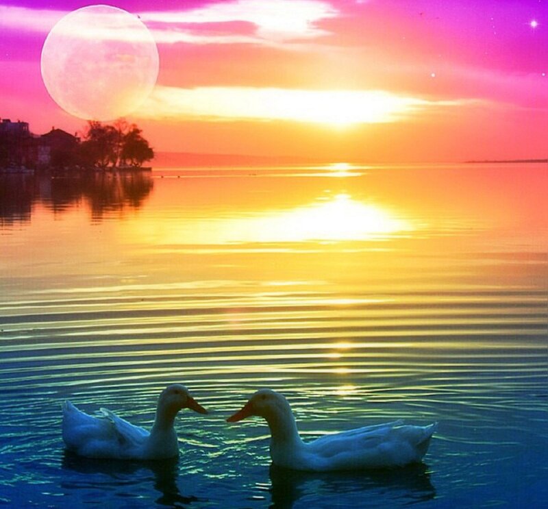 Two Ducks on Water — Pink