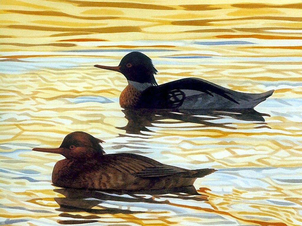 Two ducks on water