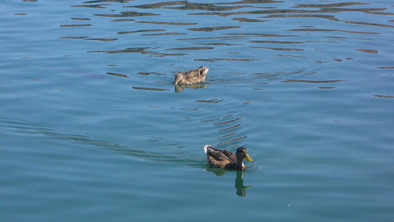 Two Ducks Swimming — Blue, Calm, Afternoon, Photograph