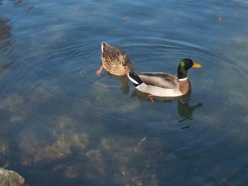 Two Ducks Swimming — Blue, Calm, Afternoon