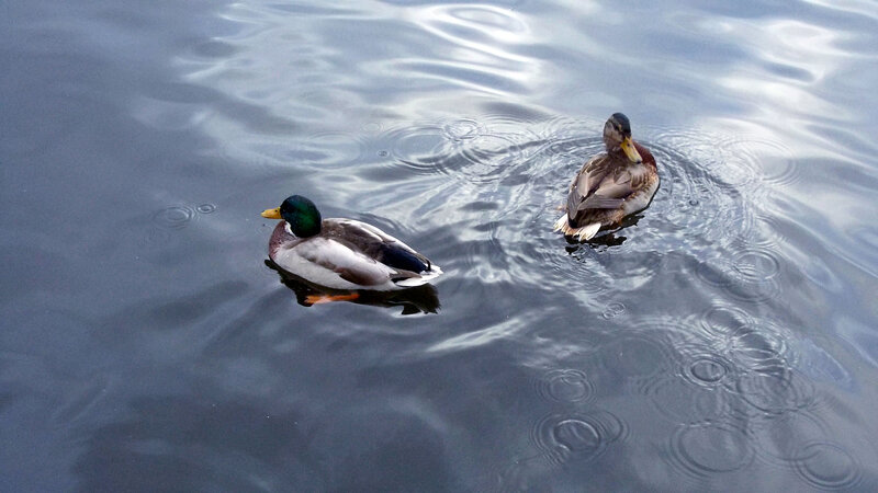 Two Ducks Swimming — Blue, Calm, Photograph