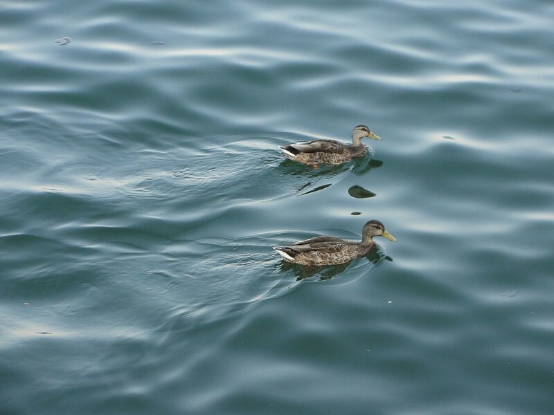 Two Ducks Swimming — Blue, Calm, Photograph, Water, Brown