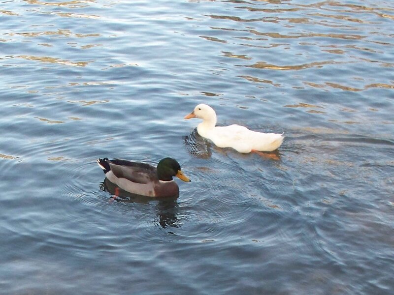 Two Ducks Swimming — Blue, Calm